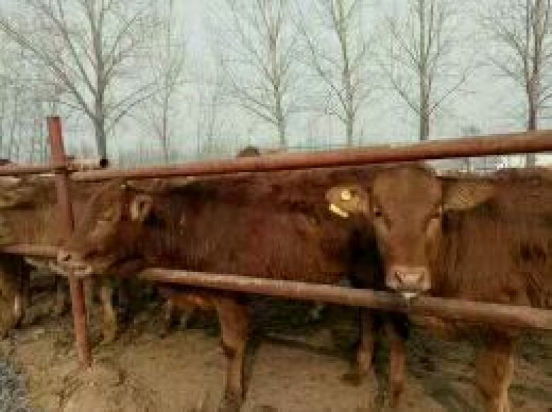 鲁西黄牛100~200kg