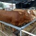 鲁西黄牛100~200kg
