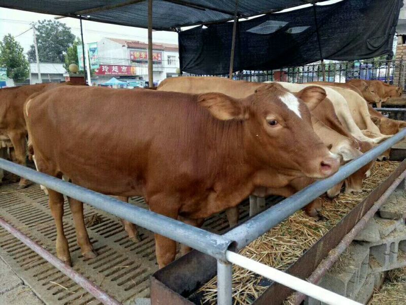鲁西黄牛100~200kg