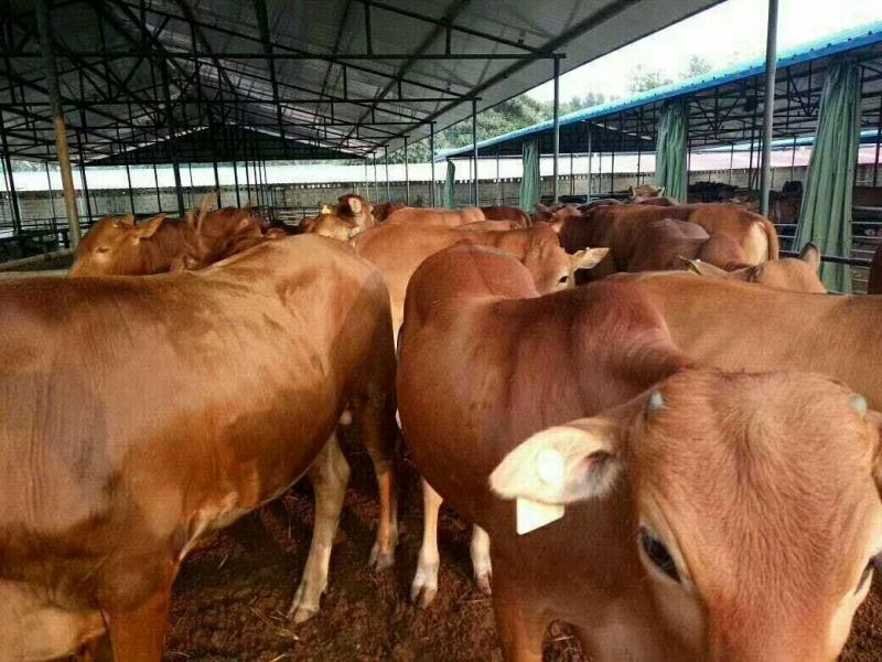 鲁西黄牛100~200kg