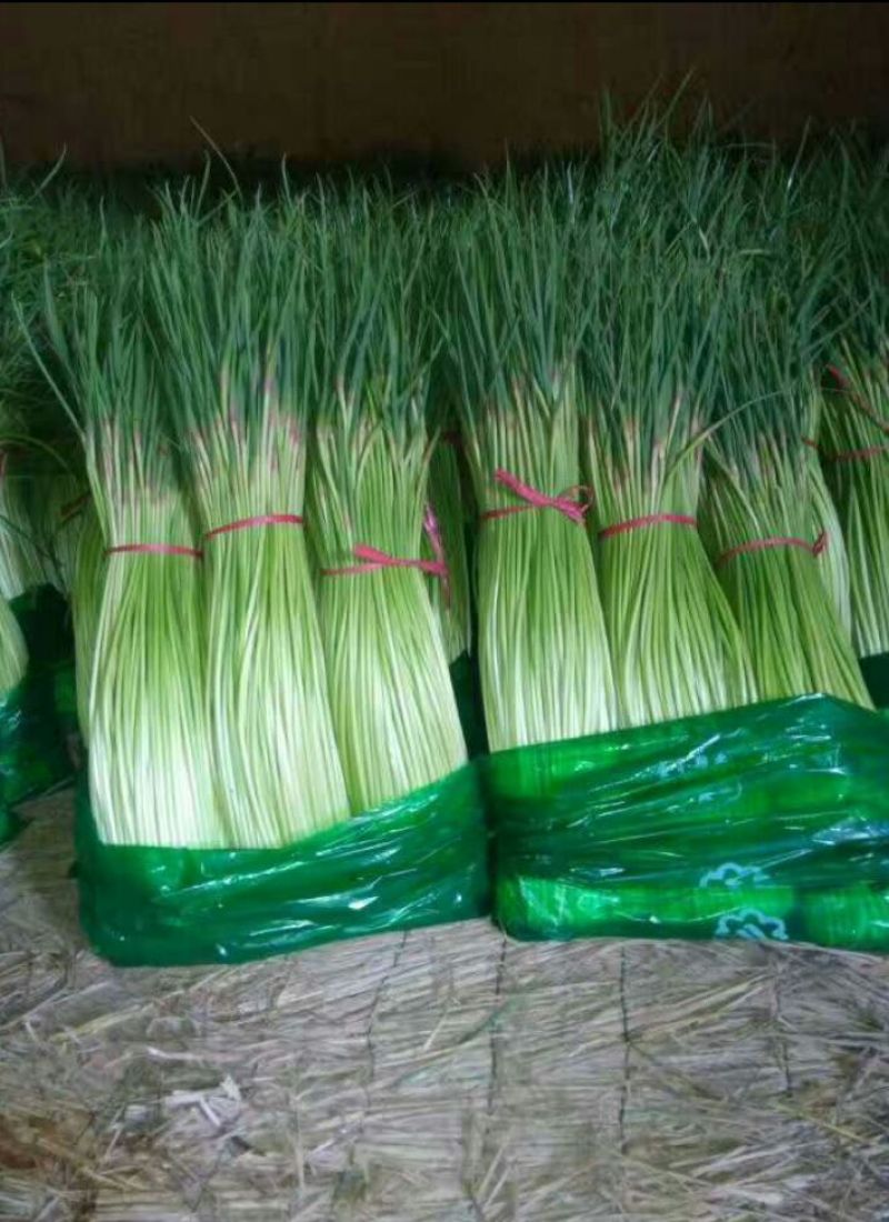 精品蒜薹苏北地区万亩红帽蒜苔大量供应中！