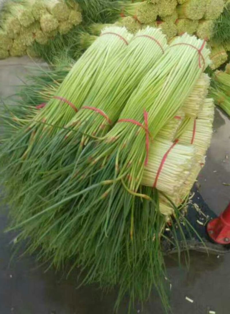 苏北地区大蒜蒜薹主产区红帽蒜苔大量供应中！