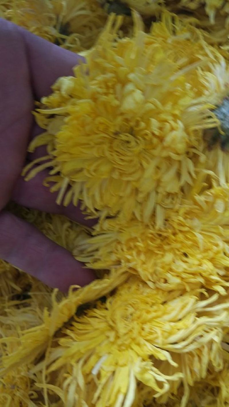菊花苗