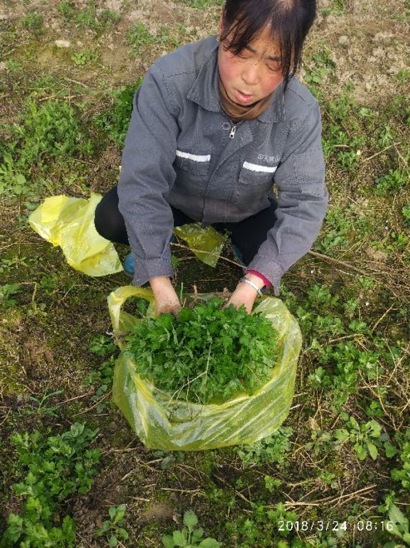 菊花苗