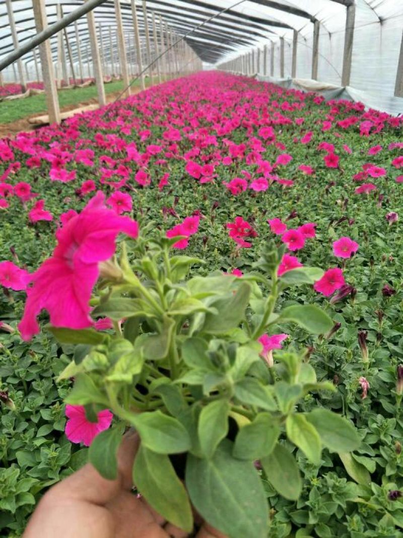 牵牛花10~20cm