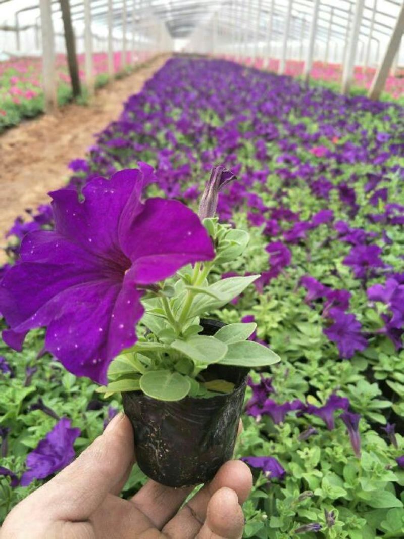 牵牛花10~20cm