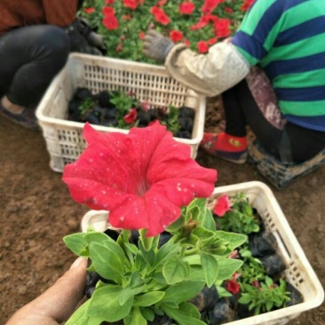 牵牛花10~20cm