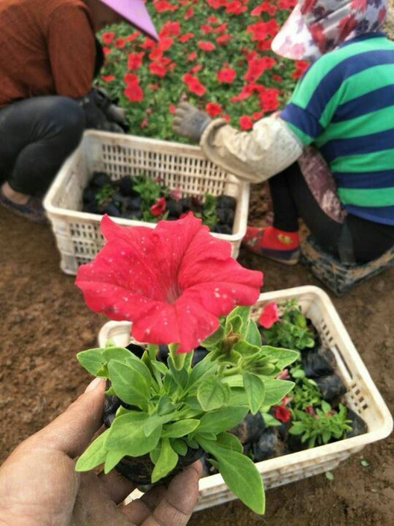 牵牛花10~20cm