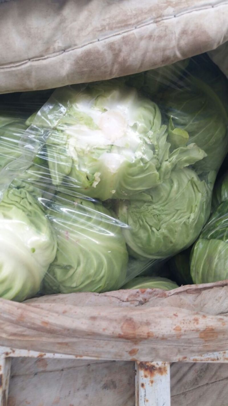 圆包菜，色绿圆型，个头均匀