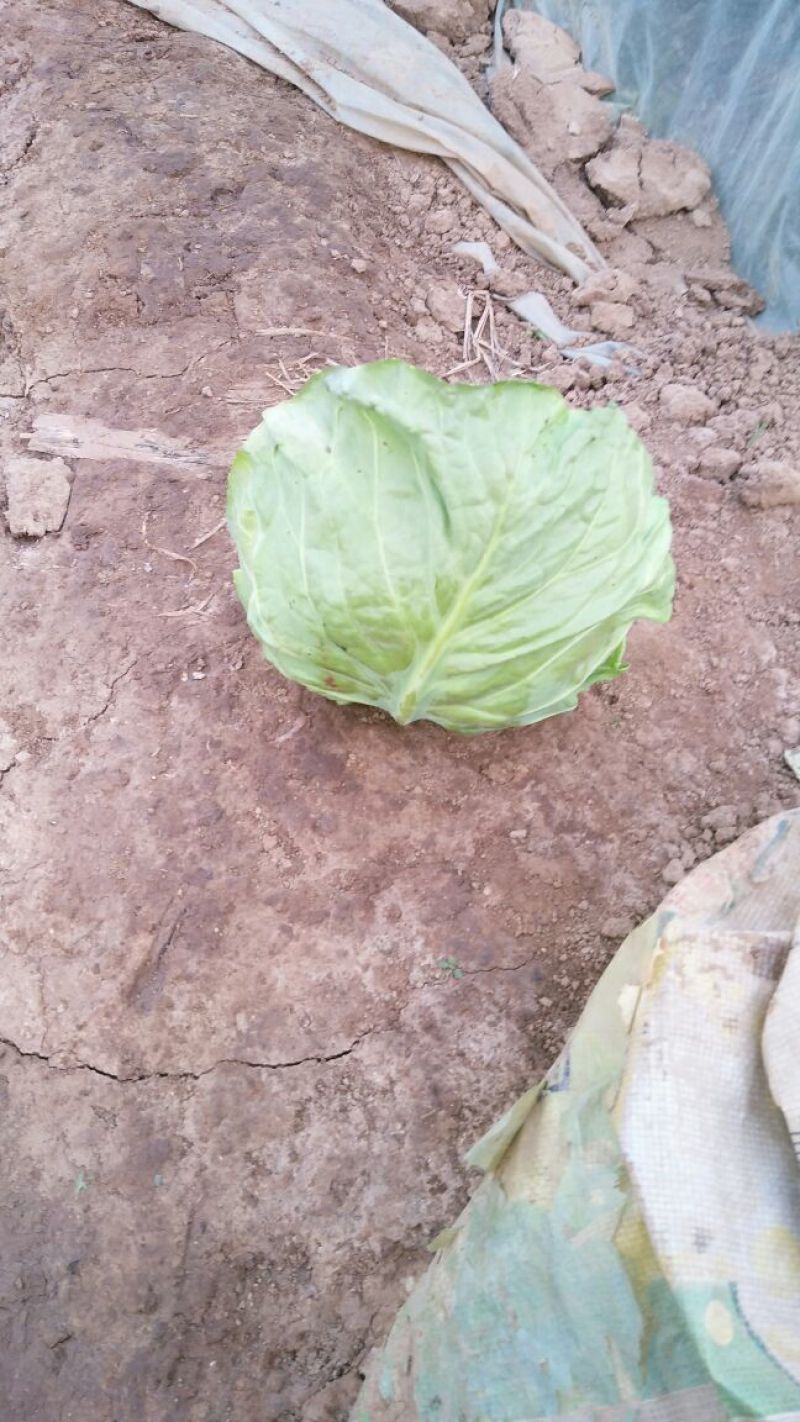 圆包菜，色绿圆型，个头均匀