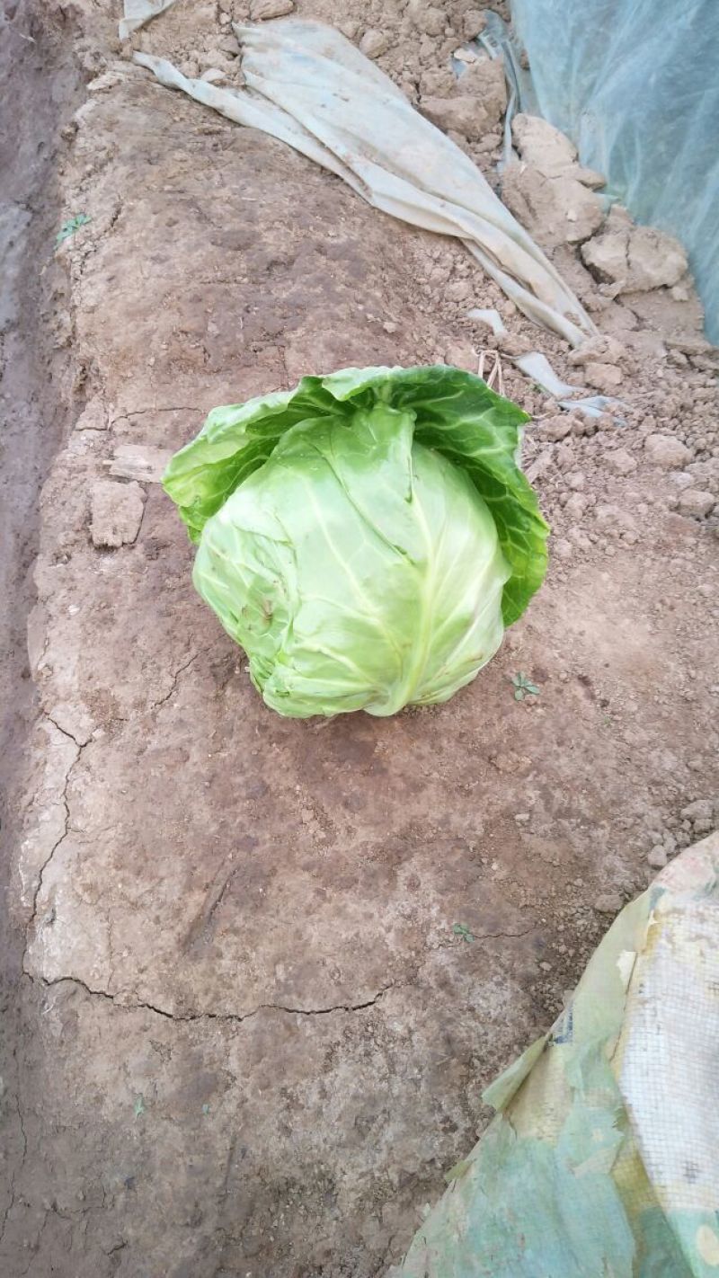 圆包菜，色绿圆型，个头均匀