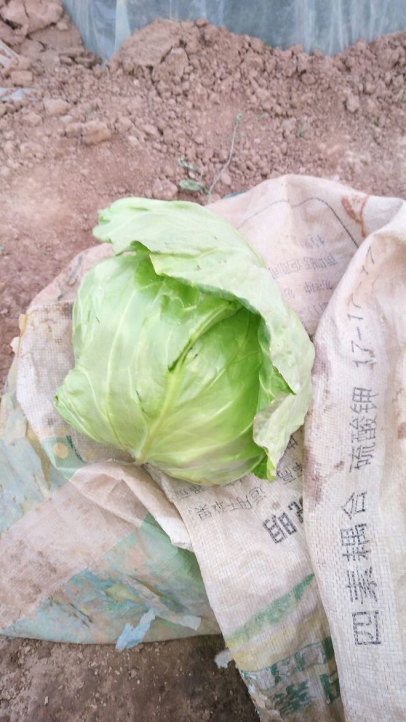 圆包菜，色绿圆型，个头均匀