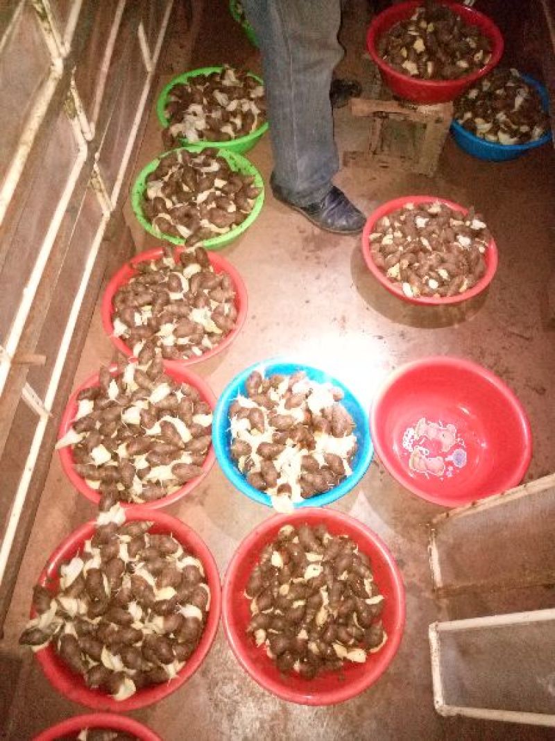 白玉蜗牛养殖商品白玉蜗牛