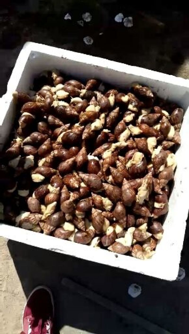 白玉蜗牛养殖商品白玉蜗牛