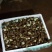 白玉蜗牛养殖商品白玉蜗牛