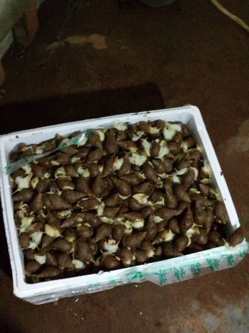 白玉蜗牛养殖商品白玉蜗牛