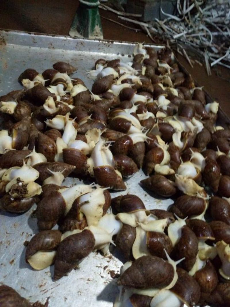白玉蜗牛养殖商品白玉蜗牛