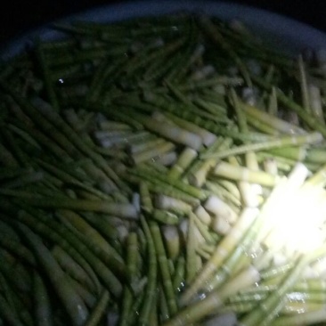 罗汉笋15~18cm
