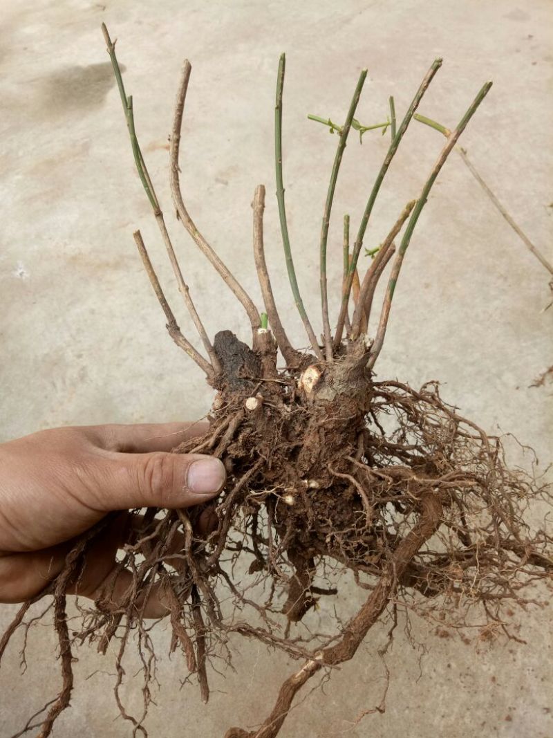迎春花1米以下