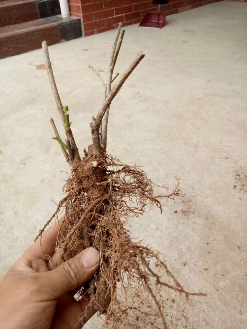 迎春花1米以下