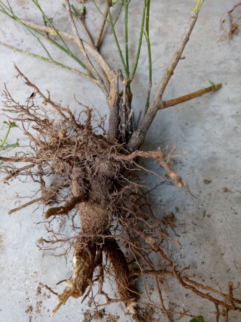 迎春花1米以下