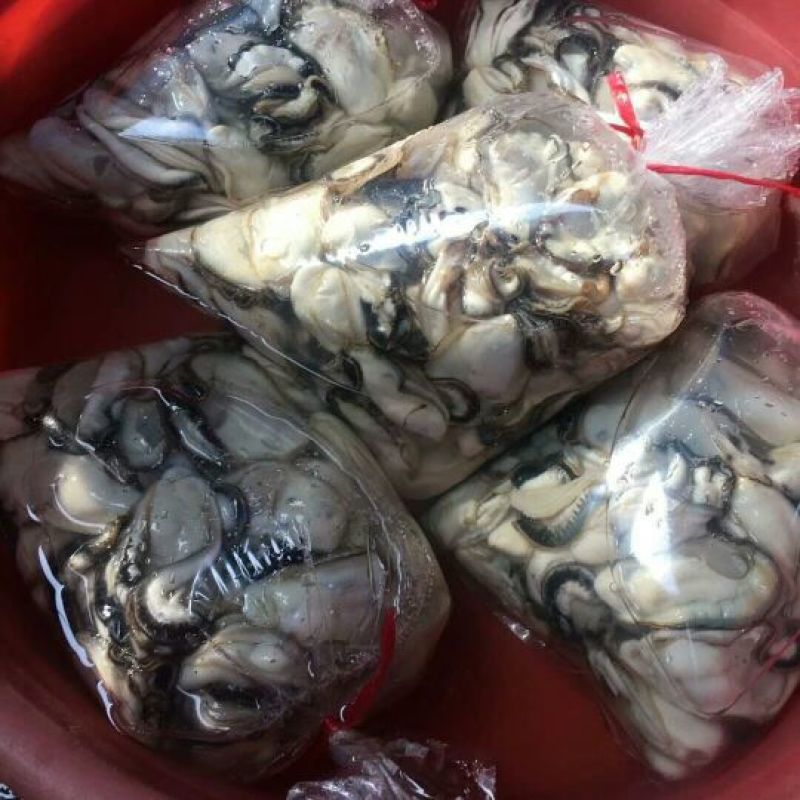 台山生蚝肉阳江肉小肉，统肉，新鲜水肉