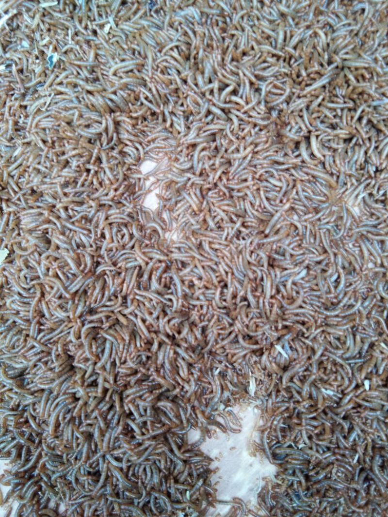 黄粉虫饲料