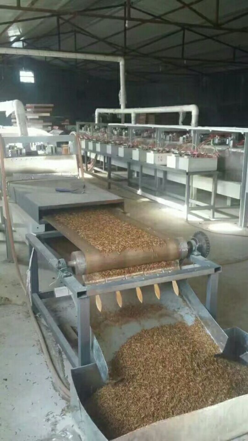 黄粉虫饲料