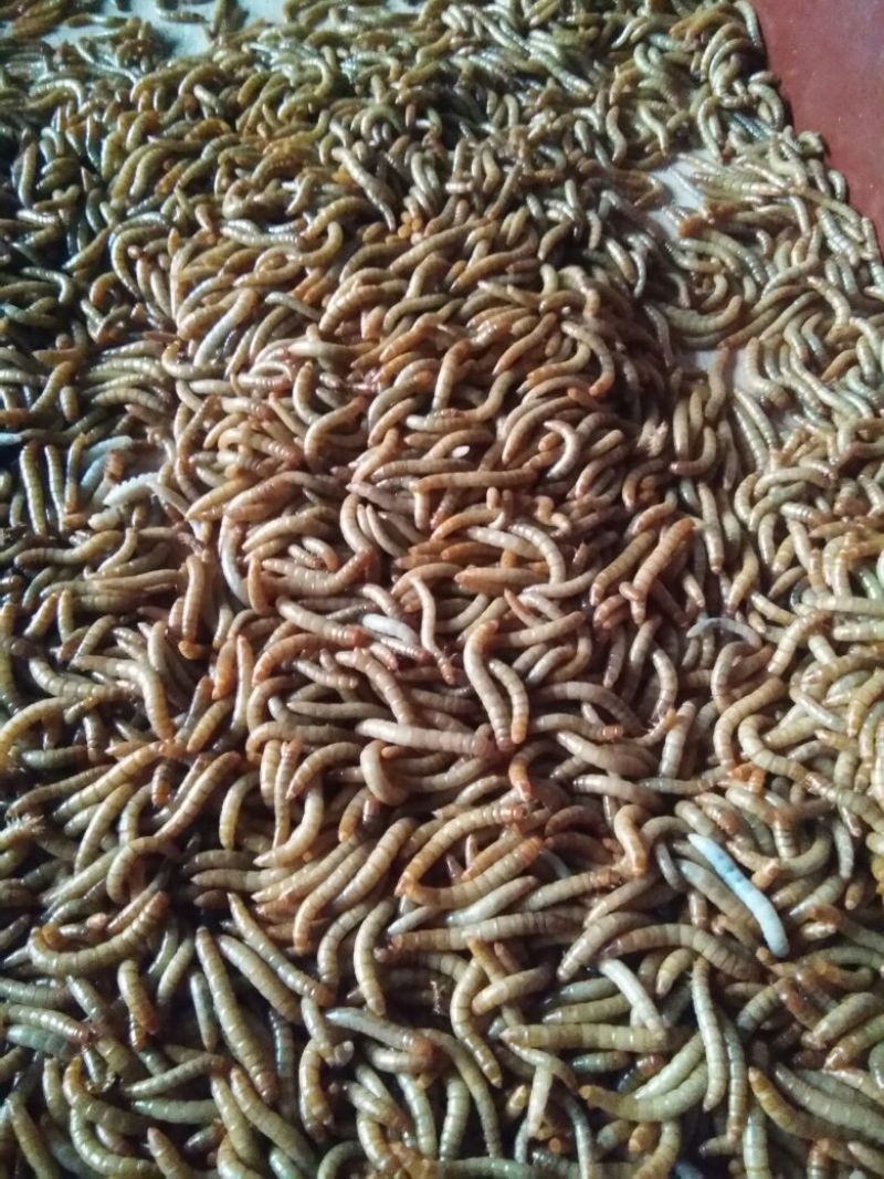 黄粉虫饲料