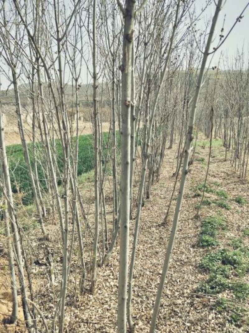 白蜡树2~4cm4~6cm