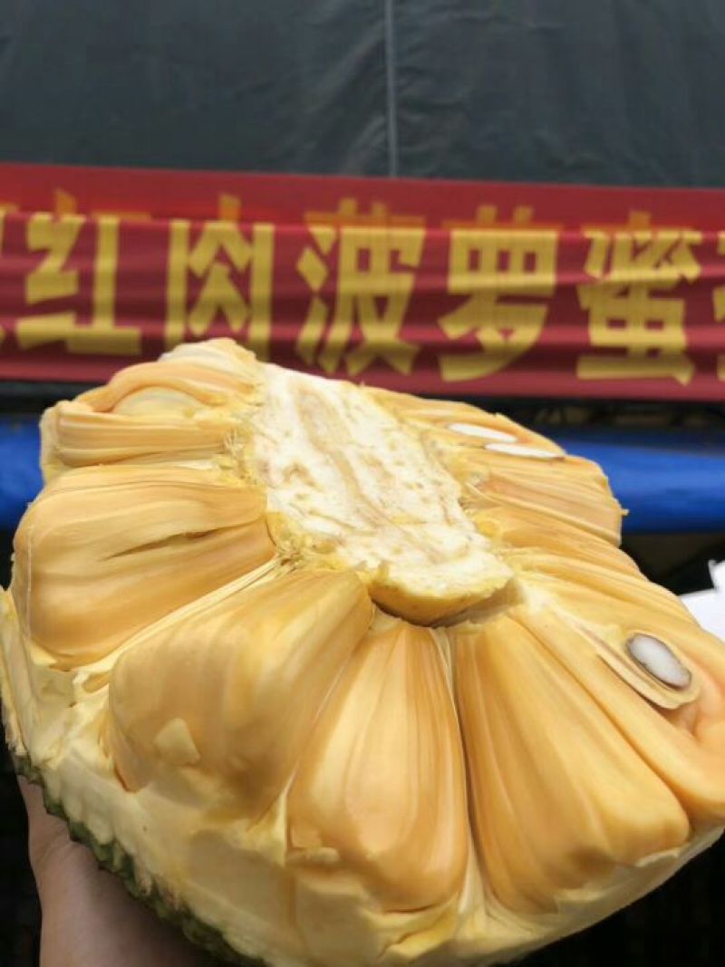 菠萝蜜8-10斤可一件代发