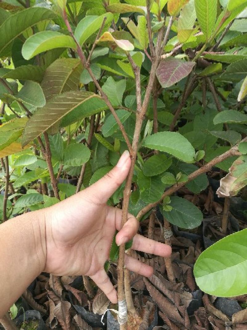 西瓜番石榴四季珍珠番石榴芭乐苗50~80cm当年结果