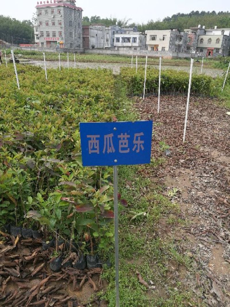 西瓜番石榴四季珍珠番石榴芭乐苗50~80cm当年结果