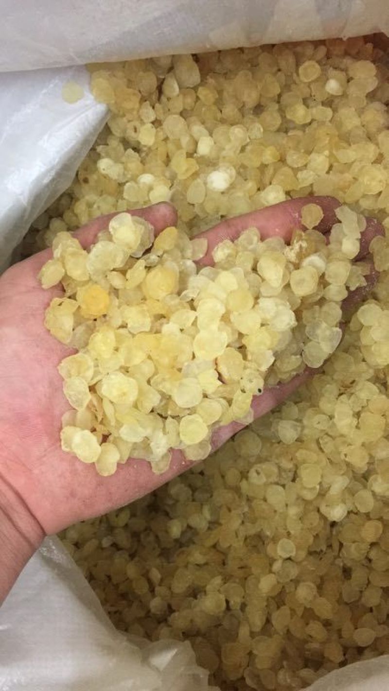 皂角米雪莲子