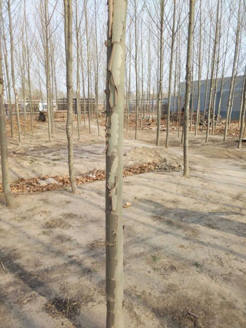 法桐12~14cm10~12cm3.5~4米2~3米