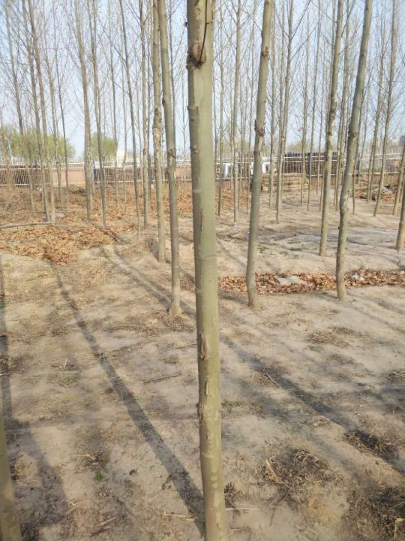 法桐12~14cm10~12cm3.5~4米2~3米