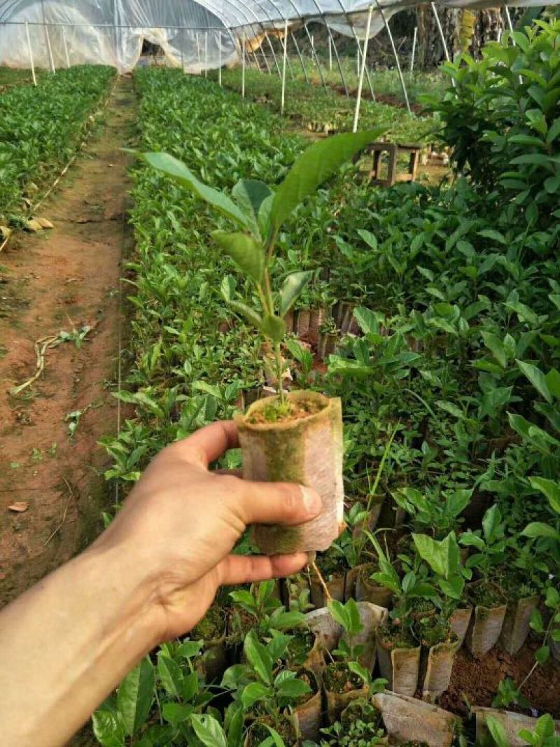 紫香百香果苗台农一号百香苗，皇金百香果巴乐味，大量供应