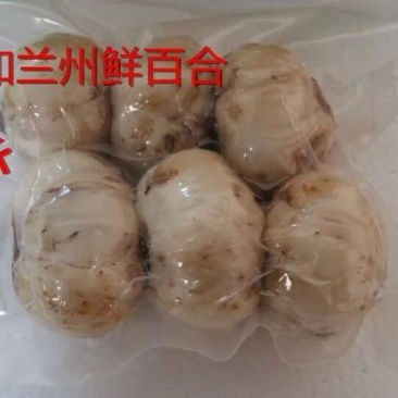兰州百合四头食用
