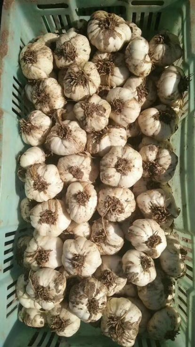 兰州百合四头食用