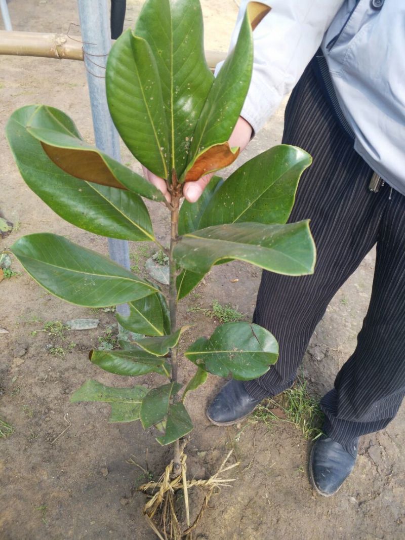 广玉兰苗广玉兰绿化苗木可视频看货选货一亩田线上交易