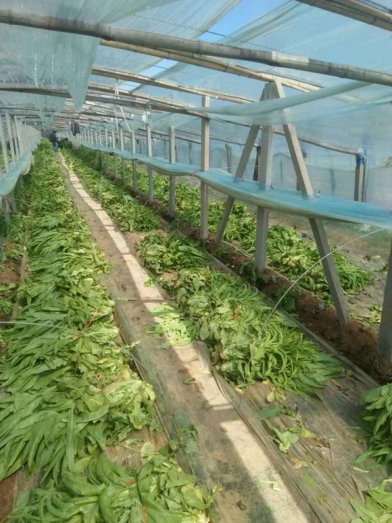 精品莴苣2斤以上50~60cm基地直发，直消欢迎选购