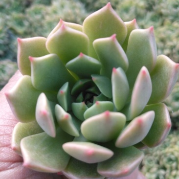 多肉植物不含盆