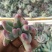 多肉植物不含盆