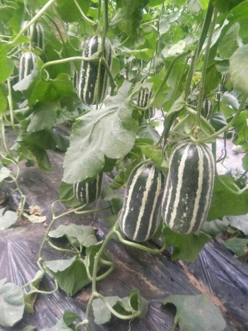 精品博甜瓜博洋9号大量上市中规格齐全脆甜多汁量大从优
