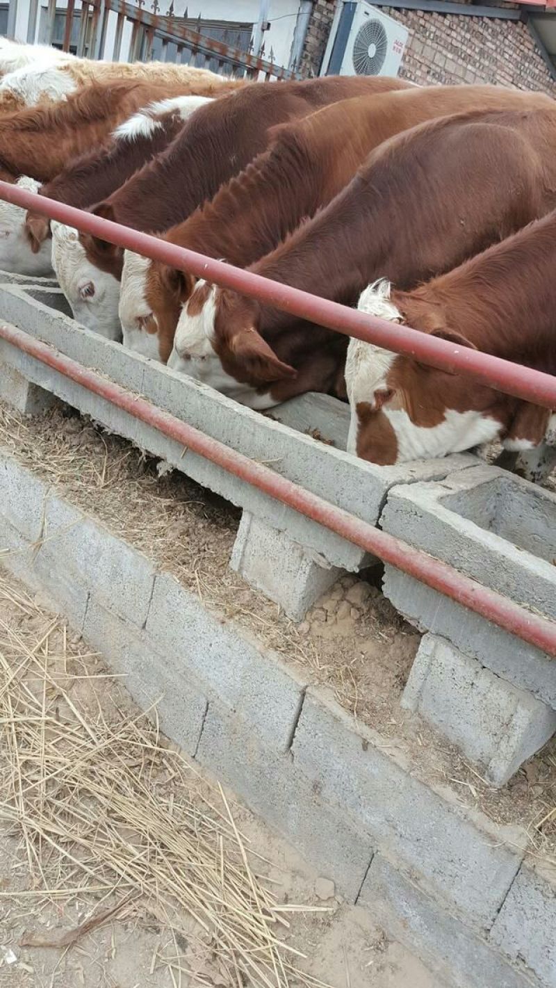 牛犊200~300kg