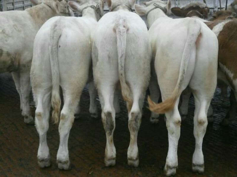 牛犊200~300kg