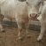 牛犊200~300kg