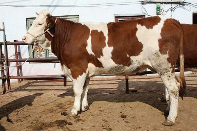 牛犊200~300kg