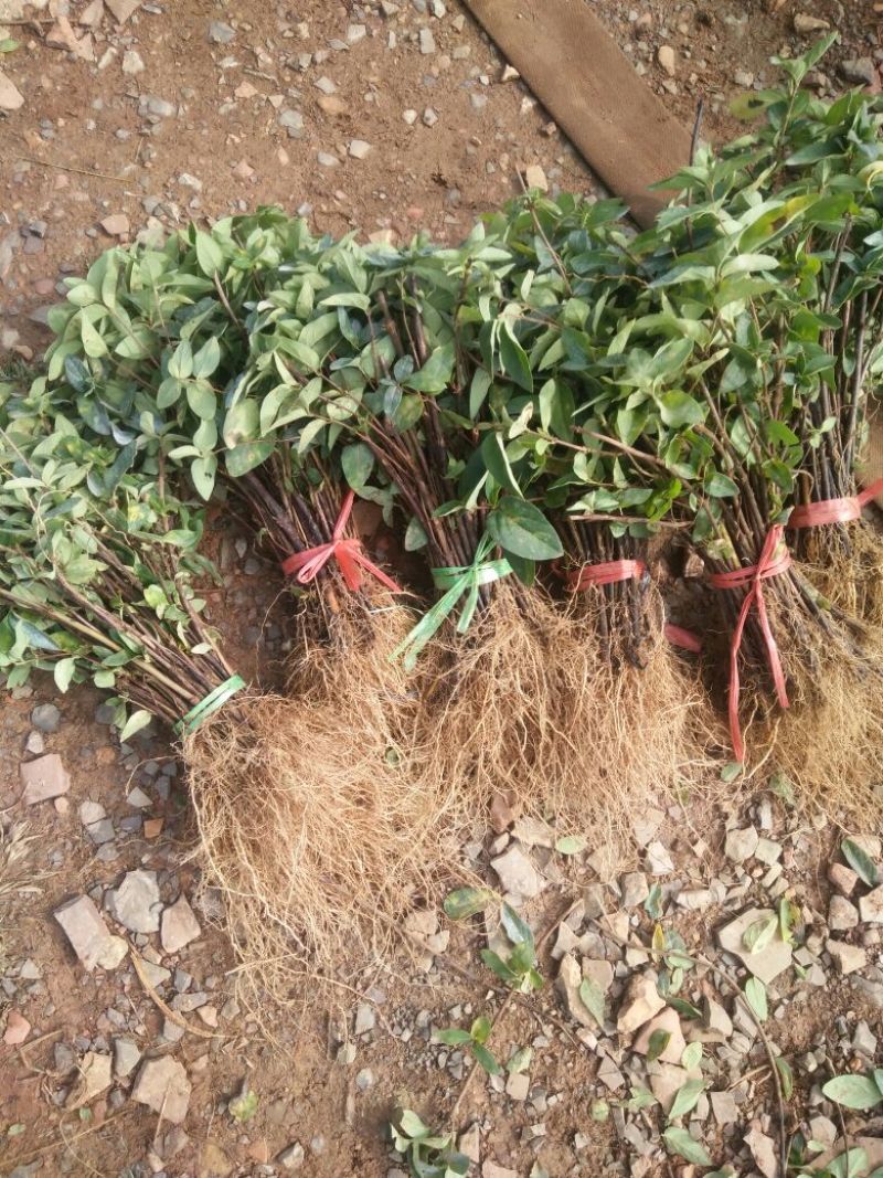 金银花1米以下