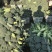 耐寒优秀西兰花0.8~1.2斤